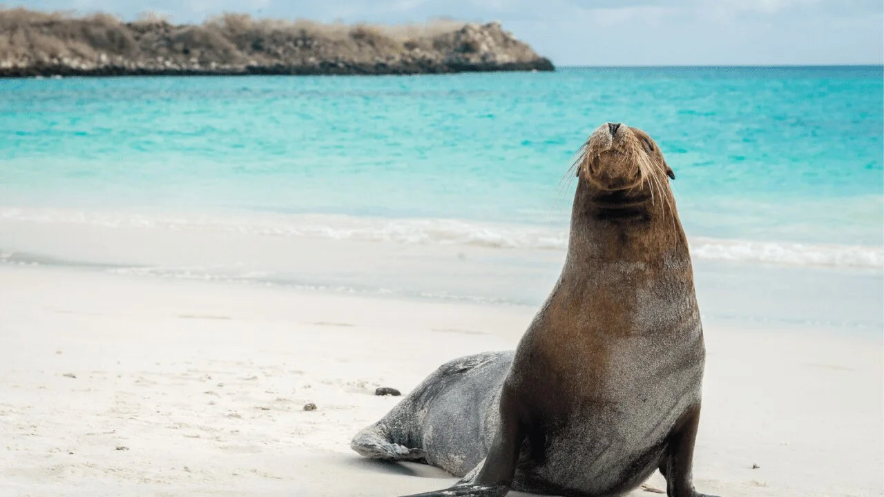 9 Day - Galapagos 360 Tour "A" - IDEAL